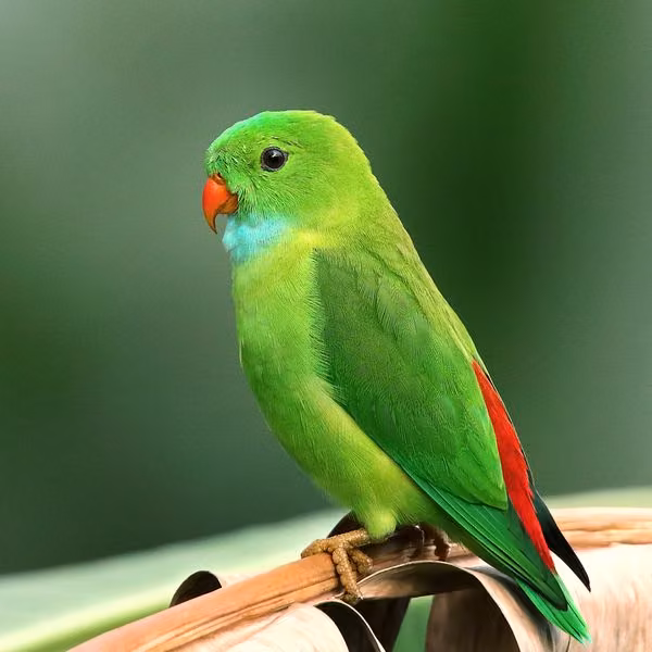 A parrot