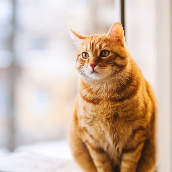 An orange cat