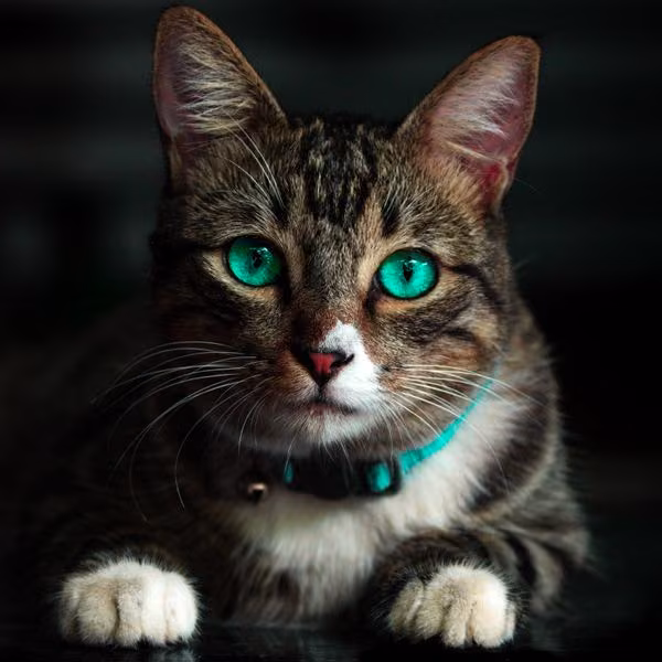 A tabby cat